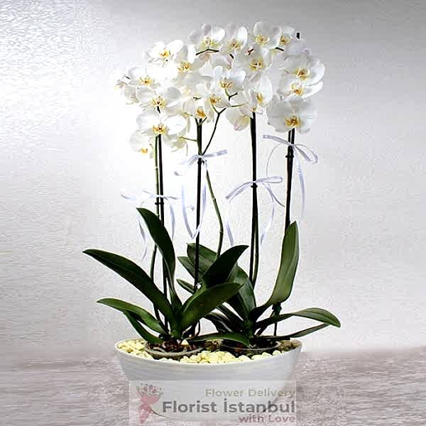 Luxury Orchid Plant Resim 1