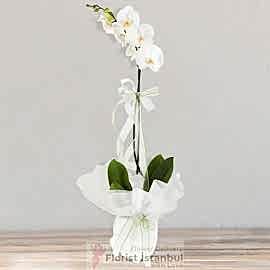 İstanbul Florist Einzweigige weiße Orchideenpflanze