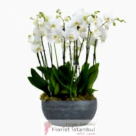  İstanbul Florist Premium weiße Orchideen
