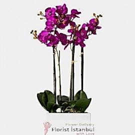 İstanbul Florist Luxuriöse lila Orchideen