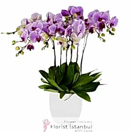  İstanbul Blumen Rosa Orchideen Premium