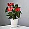 product-nav-img