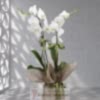 product-nav-img